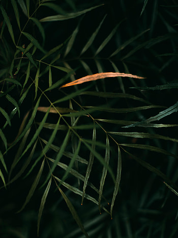 Leaves, Macro, Branches HD phone wallpaper