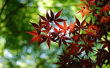 Plants, Background, Leaves HD wallpaper