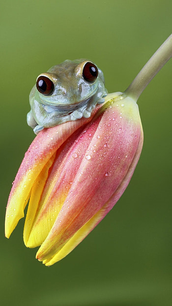 Cute Frog, Cute HD phone wallpaper