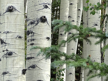 Normal stand of aspens, Nature's eyes, Art in the making, American gothic beauty HD wallpaper