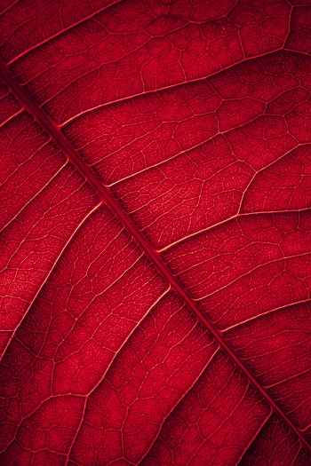 Macro, Surface, Leaflet, Veins HD phone wallpaper