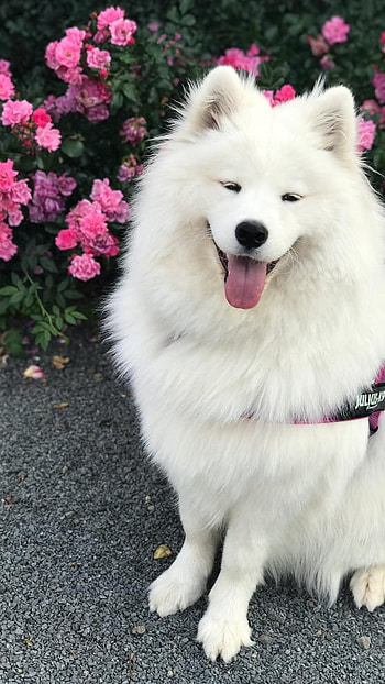 Dogs, Samoyed Cute Dog HD phone wallpaper