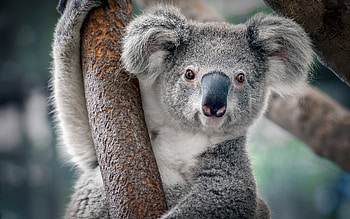 Koala, animal, nature, graphy HD wallpaper