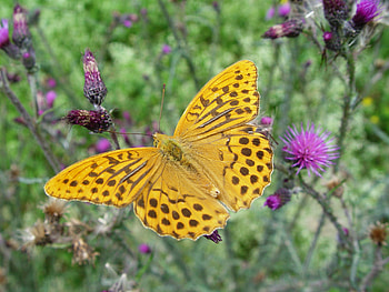 Flowers, Macro, Butterfly, Wings HD wallpaper