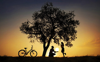 Moon gift, night, man, girl, gift, tree, valentine, moon, love, couple, bike, luna, funny, luminos, silhouette HD wallpaper