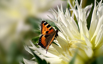 Patterns, Flower, Macro, Flight, Butterfly, Wings HD wallpaper