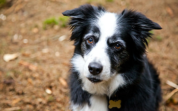 Animals, Fluffy, Dog, Muzzle, Spotted, Spotty, Sadness, Sight, Opinion, Sorrow, Waiting, Expectation HD wallpaper