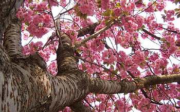 Cherry Blossoms, pink, flower, sakura, nature, spring, tree HD wallpaper