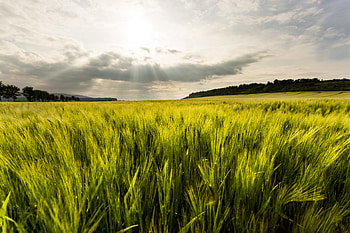 Nature, Grass, Sky, Rays, Beams, Scope, Spaciousness HD wallpaper