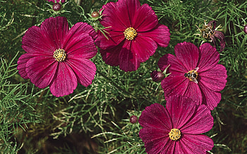 Cosmos Flowers and Fly, plants, cosmos flowers, red, nature, fly, macro HD wallpaper