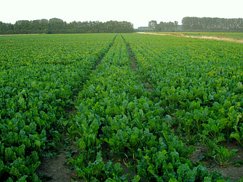 Crop, fields, nature, green HD wallpaper