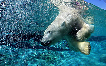 Arctic travels, Fox , Polar bear, Polar bear HD wallpaper