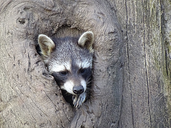 Animals, Wood, Tree, Muzzle, Striped, Hollow, Raccoon HD wallpaper