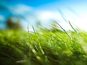 Summer Time, sunny, summer, grass, sky HD wallpaper