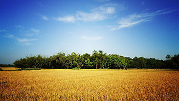 Golden Bangladesh, Blue skies, Village , Nature landscapes HD wallpaper