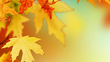 Yellow maple leaf, Macro leaves, , Yellow maple leaf HD wallpaper