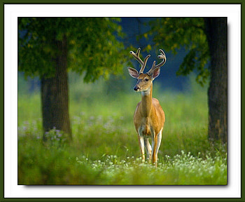 where are you bambi, gorgeous, beautiful, a, deer HD wallpaper