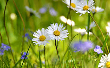 Flowers, Grass, Camomile, Petals HD wallpaper