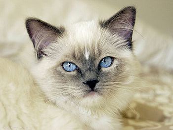 Blue eyes, Ragdoll HD wallpaper