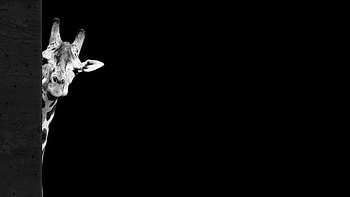 Giraffe Black , giraffe, animals, monochrome, black-and-white HD wallpaper