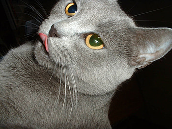 Silver kitten, animal, sweet, kitten, cat HD wallpaper