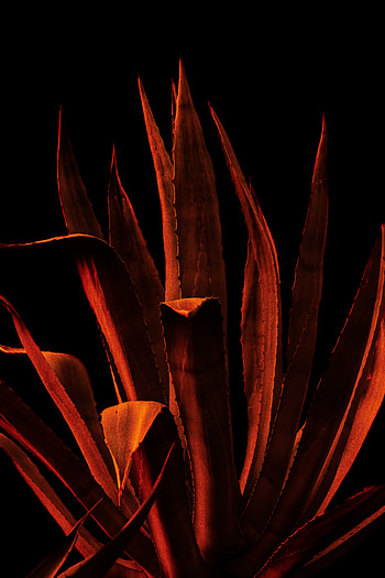 Leaves, Plant, Macro, Thorns, Prickles, hop HD phone wallpaper