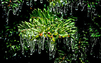 Frozen, winter, black, green, ice HD wallpaper