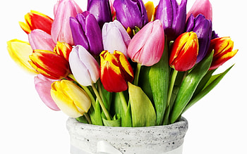 Plants, Flowers, Tulips, Bouquets HD wallpaper