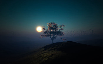 Nature, Sunset, Night, Shine, Light, Wood, Tree, Hillock HD wallpaper