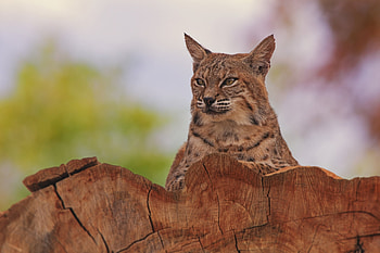 Animals, Iris, Predator, Big Cat, Beast HD wallpaper