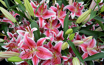 Spring in the garden, pink, buds, garden, spring, lilies HD wallpaper
