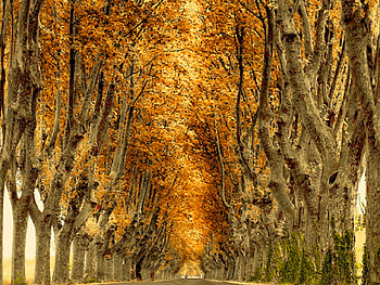 Old Trees, trees, old, beautiful HD wallpaper