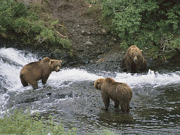 meeting of minds, no fish, brown bears, keep out HD wallpaper