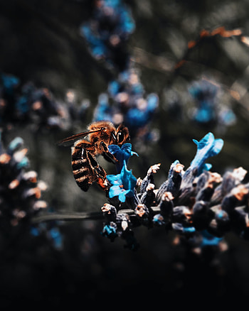 Animals, Flower, Macro, Insect, Bee, Pollination HD phone wallpaper