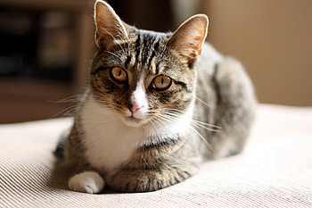 Animals, Cat, To Lie Down, Lie, Spotted, Spotty, Bed HD wallpaper