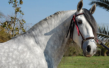 Andalusian Horse, andalusian, horses, mare, stallion, animals, nature, ponies HD wallpaper