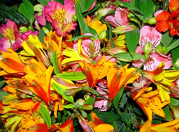 Flowers, Bright, Alstroemeria, Bouquet, Colorful HD wallpaper