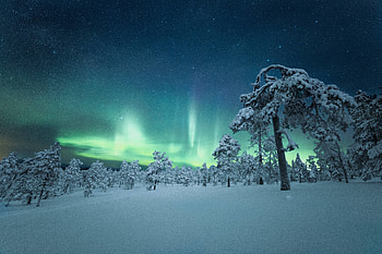 Northern lights, Winter, Night, Trees, Snow HD wallpaper