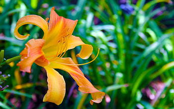 Lilly, one lilly, flower, garden, beautiful, nature HD wallpaper