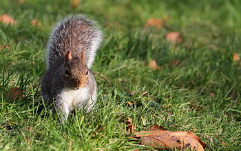 Animals, Squirrel, Grass, Foliage, Climb HD wallpaper