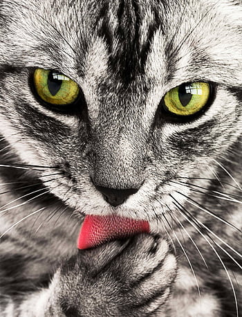 A detailed close-up shot of a grey and white cat licking its paw while looking directly at the camera. HD phone wallpaper