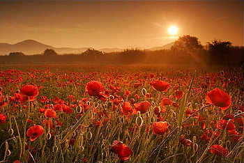 Camp Cu Maci, poppies, maci, field, camp, red, landscape, sun HD wallpaper