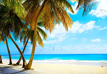 Tropical Beach, sea, palms, sand, tropical, paradise, beach, vacation, summer, sky HD wallpaper