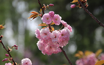 Cherry Blossoms, pink, cherry, macro, blossoms HD wallpaper