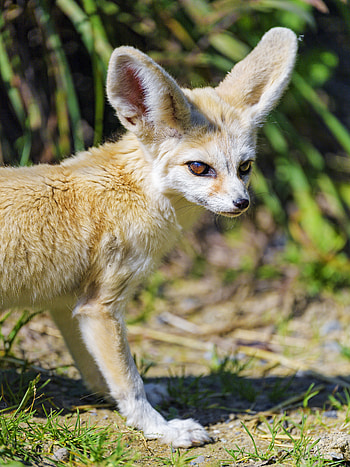 Animals, Grass, Fox, Animal, Nice, Sweetheart, Fenech HD phone wallpaper