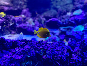 Animals, Coral, Aquarium, Fish, Zebrasoma HD wallpaper