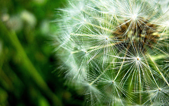 Plant, Macro, Dandelion, Fluff, Fuzz, Seeds, Seed HD wallpaper