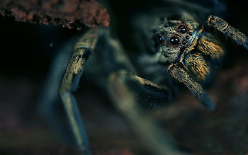 Macro, Dark, Eyes, Hide, Spider HD wallpaper