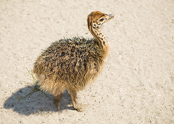 Baby, Ostrich HD wallpaper