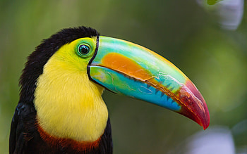 Exquisite toucan, Beautiful bird, Detailed graphy, Nature's beauty HD wallpaper